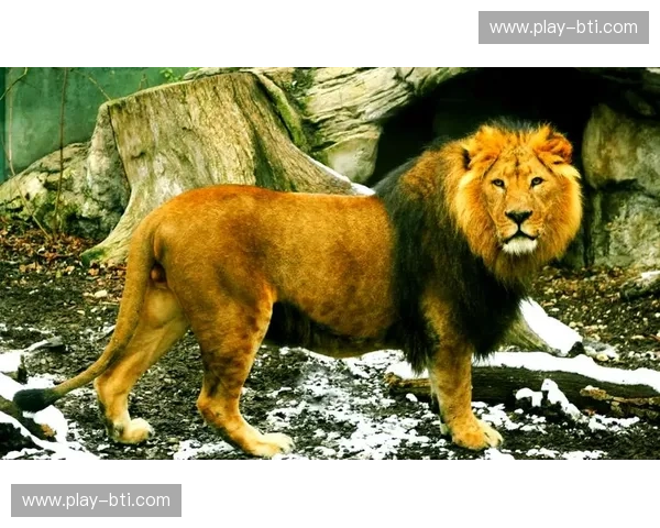 贾兹拉vs波斯:半岛骄子与千年雄狮的巅峰博弈 贾兹拉vs波斯:半岛骄子与千年雄狮的巅峰博弈